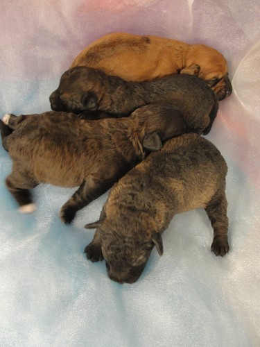 Bichon Poodles born April 2nd 2012